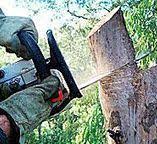 How Our Tree Care Process Works  in  Mcdonough, GA