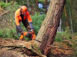 Best Weed Control  in Mcdonough, GA