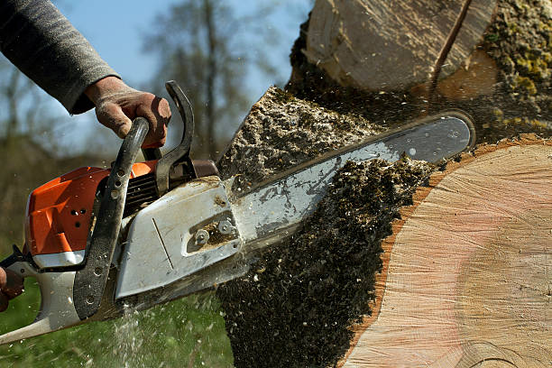 Best Tree Maintenance Programs  in Mcdonough, GA