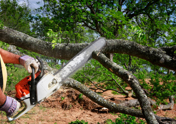 Reliable Mcdonough, GA Tree Services Solutions